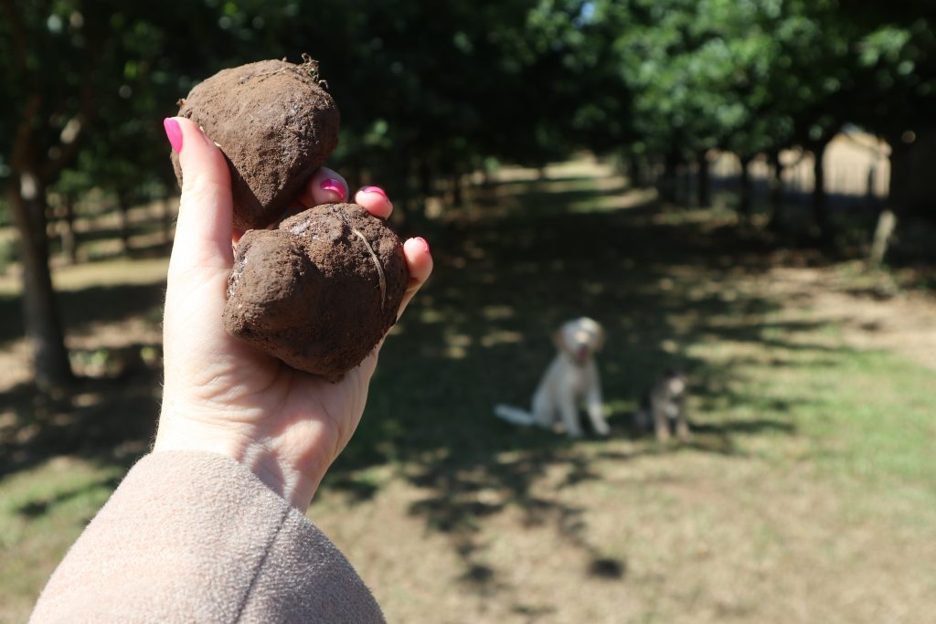 Australian truffles